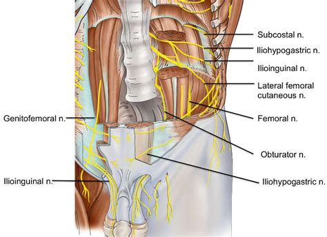 Section 1, Chapter 3: Anatomy of the Lumbar Nerves : Wheeless' Textbook