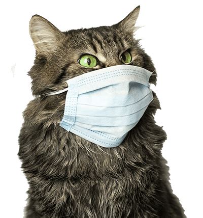 Untuk memelihara kucing sendiri, tentunya tidak sembarangan di pelihara. Pelayanan Suntik Vaksin Kucing Profesional | Faunafella