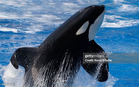 Killer Whales High Res Stock Photo Getty Images