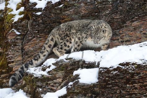 Snow Leopard Stalking Prey Action Sports Photography Inc