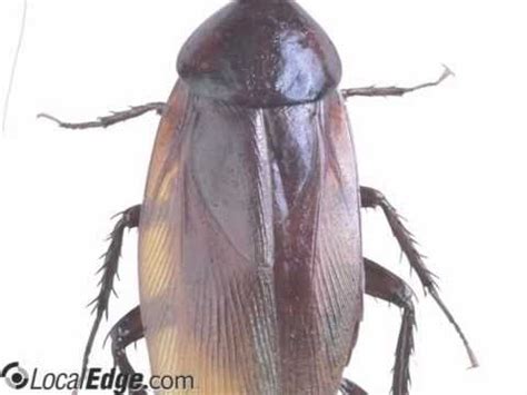 Are you looking for your city government? Rex Pest Control San Angelo TX - YouTube