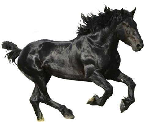 horse png image