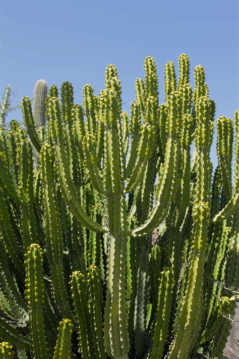 Arizona Botanical Garden Cactus Plants Botanical Gardens Plants