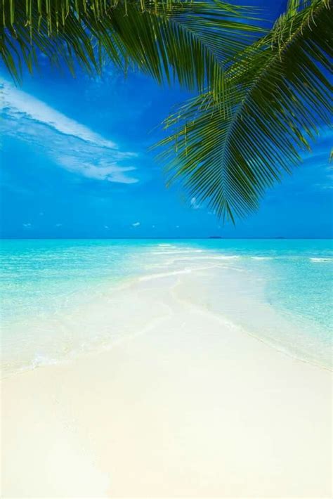 Bright Sun White Sand Blue Skies Swaying Palms And A Turquoise Clear Ocean Summer