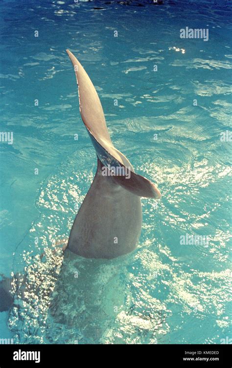 A Dolphin At Sea Life Park On March 28 1997 In Oahu Hawaii Photo By