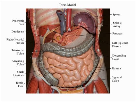 Anatomy Human Torso Model Labeled Organs Best Human Anatomy Images