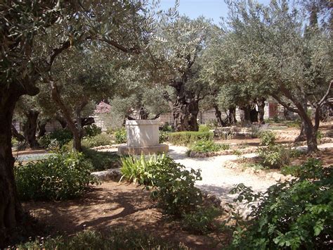 Garden Of Gethsemane Israel Israel Trip Israel Travel Abrahamic
