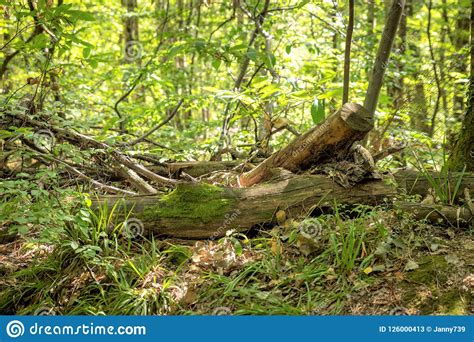 Old Tree Stump Lies Overgrown In The Green Forest Stock Image Image