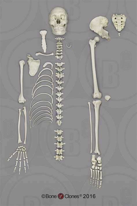 Long bones are some of the longest bones in the body, such as the femur, humerus, and tibia but are also some of the smallest including the metacarpals, metatarsals, and phalanges. Human Male Asian Half Skeleton - Bone Clones, Inc ...