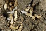 Us Termite Pictures