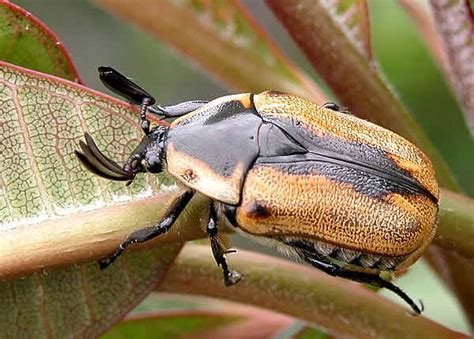 Beetles Order Coleoptera