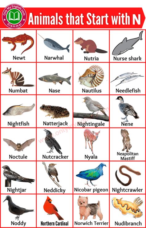 50 Animals That Start With N Animals Beginning With N