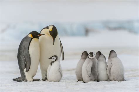 Scientists Find New Emperor Penguin Colony Via Satellite Mapping