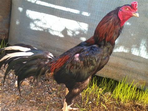 Maybe you would like to learn more about one of these? Ayam Kampung NorPaka: Gambar-gambar ayam kampung NorPaka ...