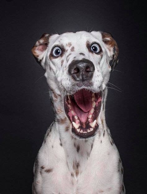 Shock And Awe Dog Photography Funny Animal Pictures Funny Animals