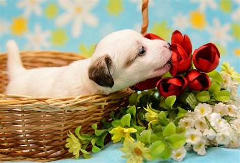 Puppies And Flowers Wallpapers 63 Images