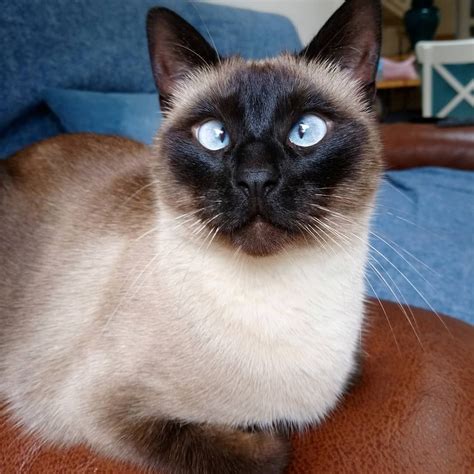 Get To Know Ollie The Cross Eyed Siamese Cat Cattime Siamese Cats