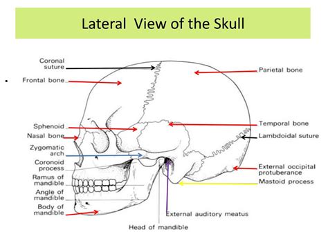 Ppt Bones Of The Skull Powerpoint Presentation Free Download Id2282841