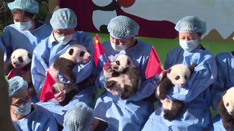 13 бебета панди направиха своя дебют пред публика ВИДЕО Любопитно