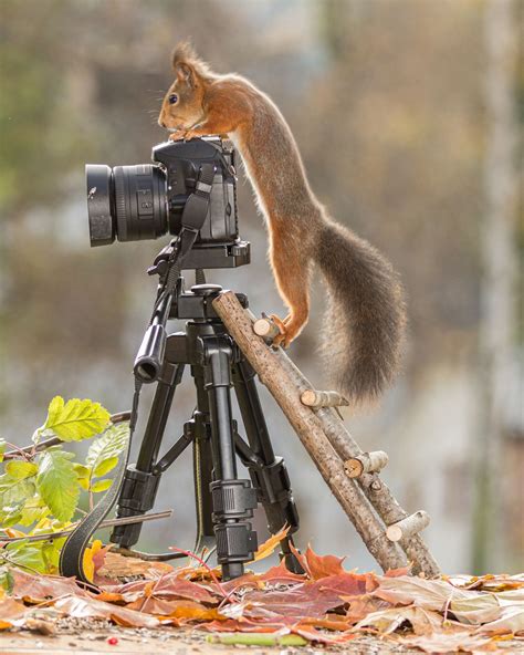 Squirrel With Camera Funny Animal Pictures Animal Photography Funny