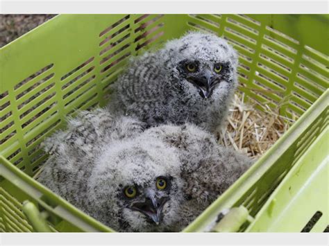 Three Baby Owls Make Robin Hills Their Home The Citizen