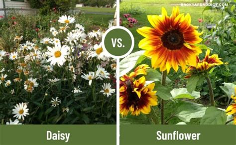 Daisy And Sunflower Comparing And Contrasting Backyard Addict Dev Site