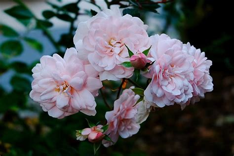 Roses Bush Blossoms Free Photo On Pixabay Pixabay