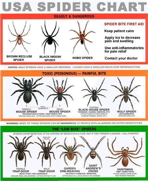 Usa Spider Chart Spider Identification Chart Spider Chart Survival