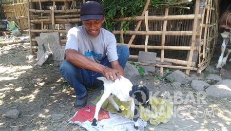 How are you enjoying anak kambing? Warga Pundong Dihebohkan Anak Kambing Berkaki Tiga | Kabar ...