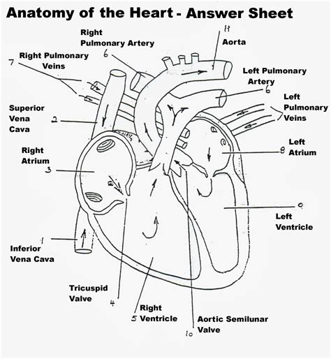 Biomed All Invited The Human Heart Anatomyphysiologyconduction System