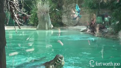 Fort Worth Zoo Saltwater Crocodile Predicts Super Bowl Xlix Winner