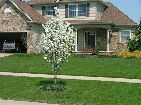 Sourwood trees are one of our more popular flowering tree varieties with customers planting them in larger quantities for honey production. Plants and Flowers: Jack Street Tree In Front Of The House ...