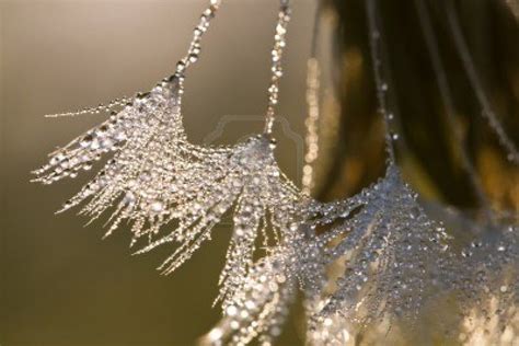 Pin On Dew Water Drops