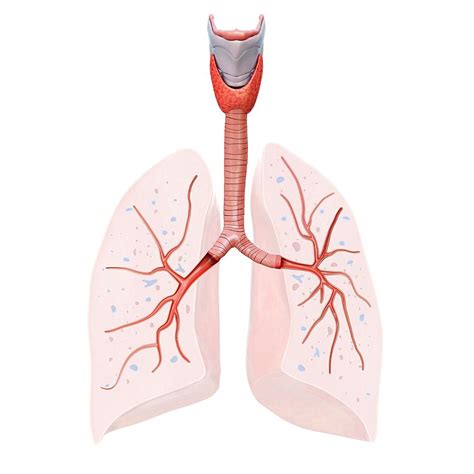 Human Lung Anatomy Photograph By Pixologicstudio Science Photo Library