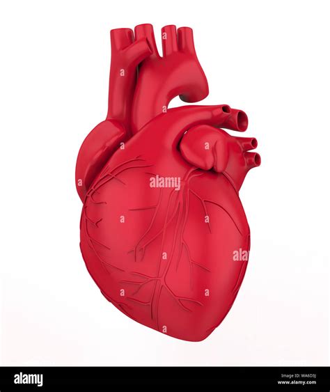 Human Heart Isolated Stock Photo Alamy