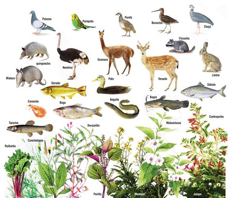 top 194 flora y fauna de nuestro pais anmb mx