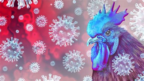 China Records First Ever Human Case Of H3n8 Avian Flu Health Commission Cautions Public To Stay