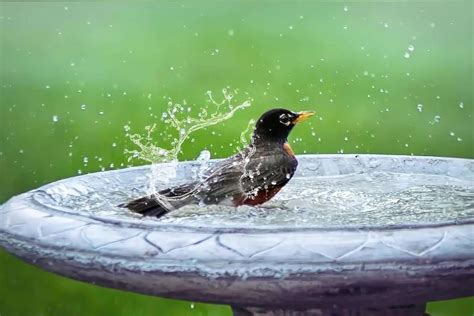 How To Provide Water For Birds In Summer Bird Feeder Hub