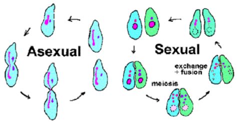 Develop And Use A Model To Describe Why Asexual Reproduction