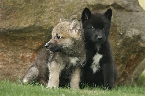 Scientists Get Goosebumps After Undomesticated Wolf Puppies Play Fetch