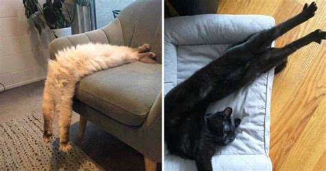 30 Hilarious Photos Proving That Cats Are The Masters Of Stretching