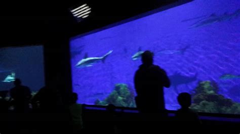 Seaworld San Antonio Aquarium 7 11 2016 Youtube