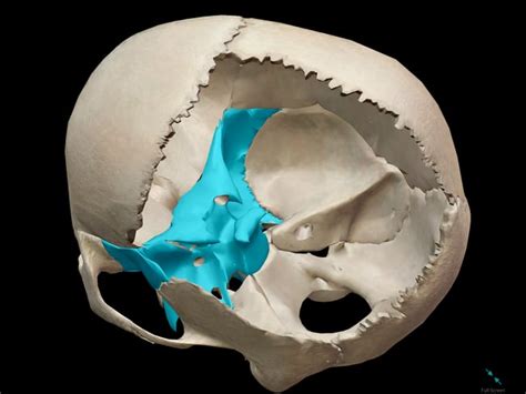 3d Skeletal System Function Of The Sphenoid