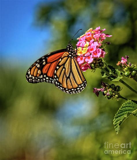 Beautiful Monarch Butterfly Photograph By Robert Bales Fine Art America