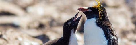 Adopt A Macaroni Penguin Chick Symbolic Animal Adoptions From Wwf