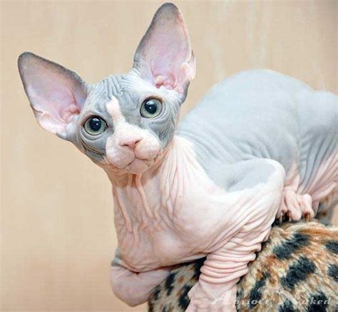 The most common hairless cat material is ceramic. 40 Amazing Hairless Sphynx Cat Pictures - Tail and Fur