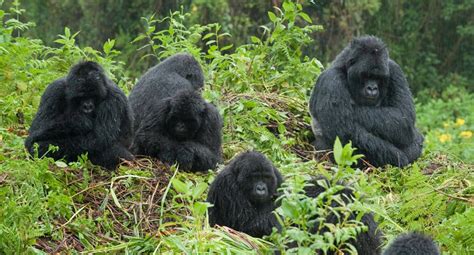 Popular bwindi impenetrable national park categories. THE HISTORY OF BWINDI FOREST IMPENETRABLE NATIONAL PARK