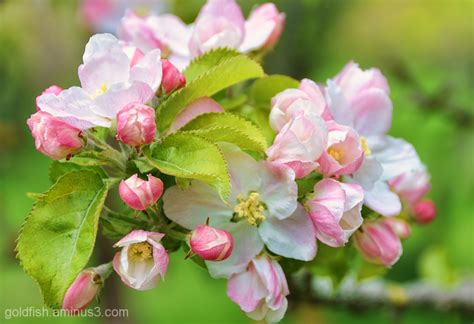 Apple Blossom 23 Plant And Nature Photos Juless Photoblog