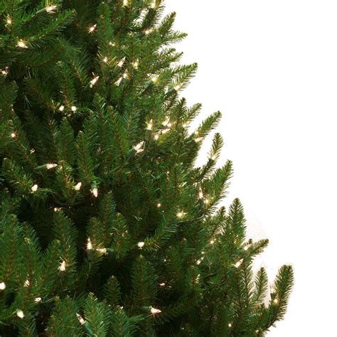 On the other hand it doesn't like heat and isn't a good choice in the southern parts of the country. Norway Spruce Prelit Tree - Christmas Lights, Etc