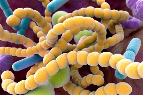 Imagens De Bactérias No Microscópio